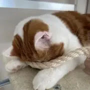もふまるの画像
