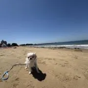 ちびははの画像