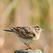 ひばり