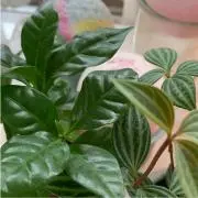 "断捨離中"みんみんの画像