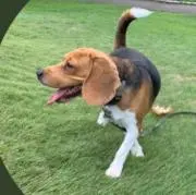 yoshi