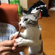 ゆきんこ