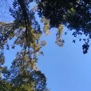 えこはるるの画像