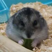 ひまわり^ ^の画像