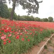 ひらの画像