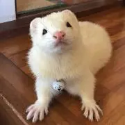 しゅがー☆