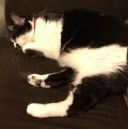ちゃねこ