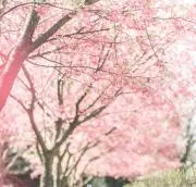 ayuuu⑅の画像
