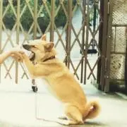 Kiの画像