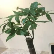 A。