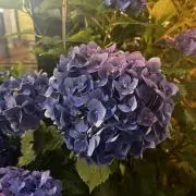 さかなの本棚の画像
