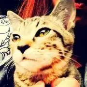 ねこネコ♡
