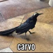 カラーリオ
