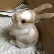 ちょこ3の画像