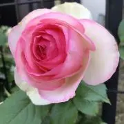 凛0308