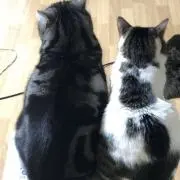ひろたん