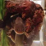あいうえお