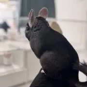 値下げスルーマンの画像