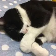 輝夜