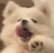 純の画像