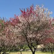 まるの画像