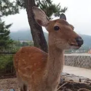 FleaMの画像