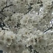 SATO