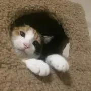 むぎ