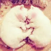 のし子の画像
