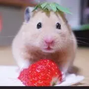 emiの画像