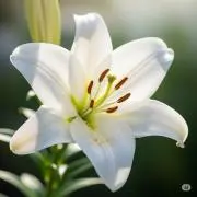 日々の宝物の画像