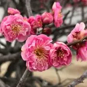 もりちゃん