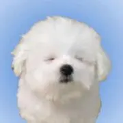 ✩の画像
