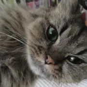 kt