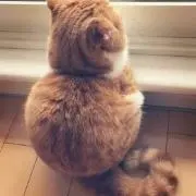 神経質な方ご遠慮と返品NOの画像