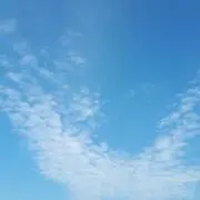 こぶたぬきの画像