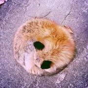 7円の画像