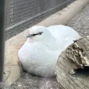 とりの画像