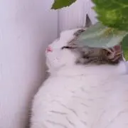 サラン