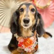 あずき★プロフィル必読★