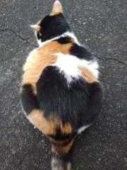 笑夢の画像