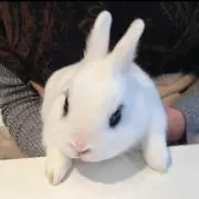 Kの画像