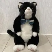 どら猫の画像