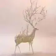 たけしの画像