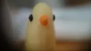 まゆぽんの画像