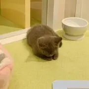mo