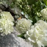 ぱんの画像