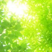 こもれびの画像