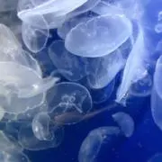 ぽんしの画像