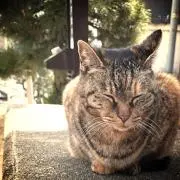 ゆーの画像